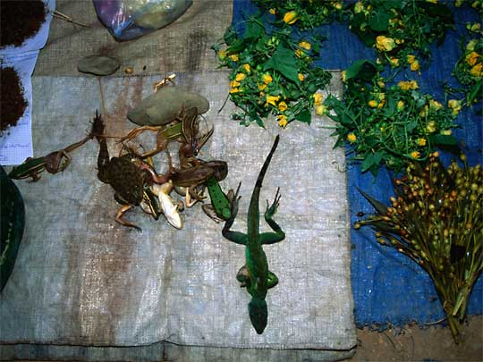  Frogs and lizards, usually eaten fried, on sale in Vang Vieng