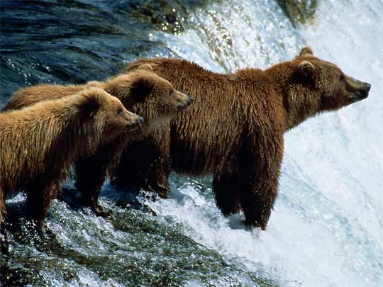  No sign of Goldilocks: three grizzly bears fish for their dinner