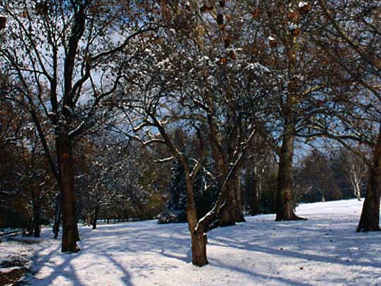  Trees cast shadows across ground after snowfall