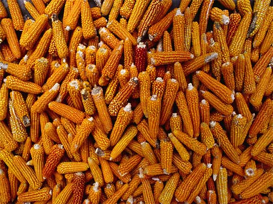  Corn, corn and more corn - staple diet in San Cristóbal de las Casas