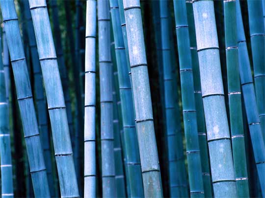  Bamboo: used for building, musical instruments, sports equipment, and as food