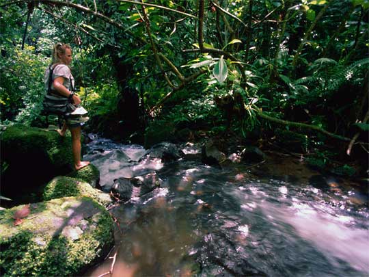  Tourist preparing to cross jungle stream, Kosrae
