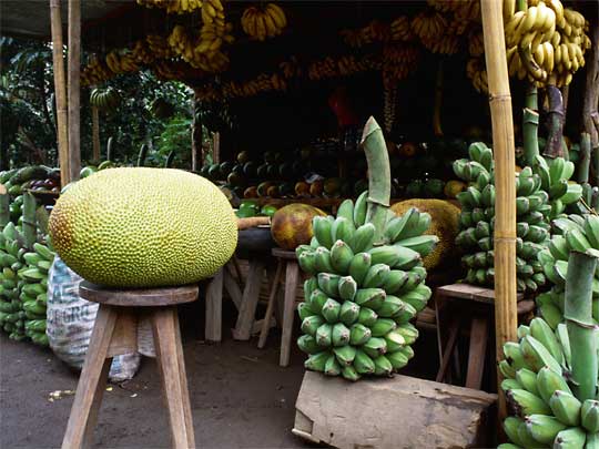  Tropical fruits vie for attention at a stall in Camarines, Sur province
