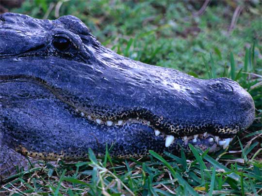  Alligator, longing to eat humans, at Houston Zoo
