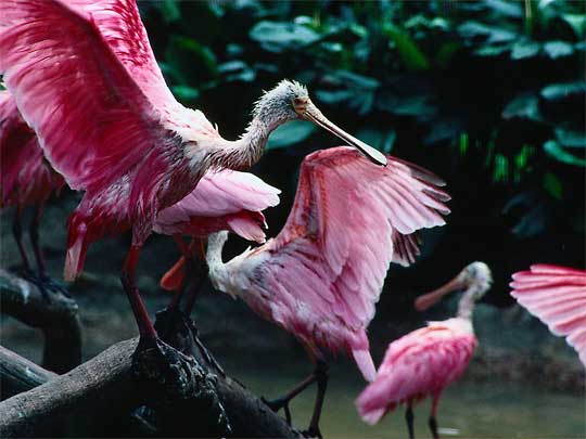 Seuss-like birds at Jurong Bird Park, Jurong