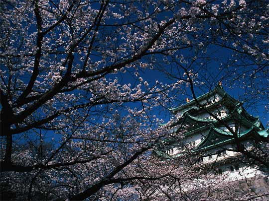  Cherry blossoms stretched out in front of Nagoya-jo Castle museum and gallery