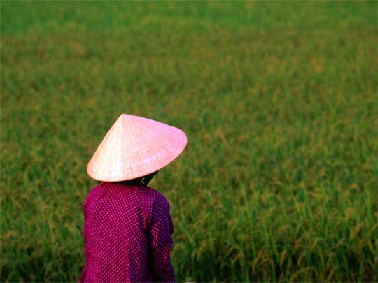  Woman wearing no'n ba`i tho (conical hat) in rice paddy, Mekong Delta 