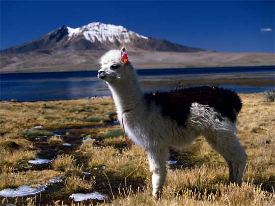  Llama looking thoughtful on shores of Lago Chungara, northern Chile
