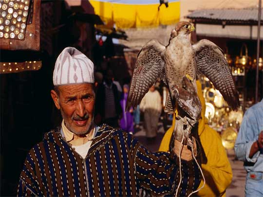  Man with trained falcon, traditionally used to hunt Houbara Bustard birds