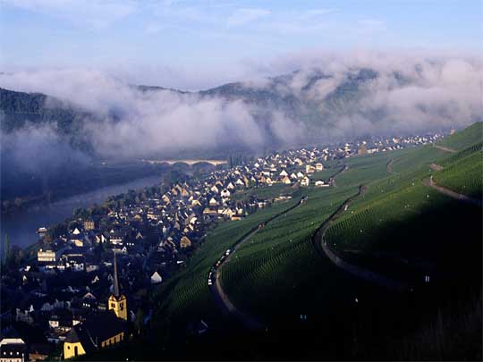  Hillside vineyards cascade the slopes of Zeltingen Rachtig, Moselle Valley