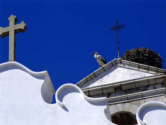  White stork takes in bird's-eye view from old Faro church rooftop