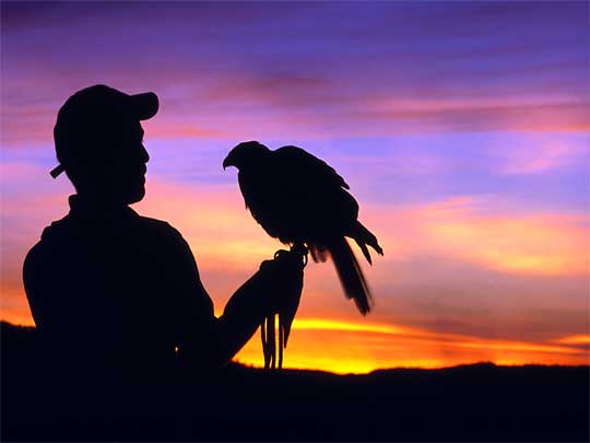  Perquín man and his falcon friend at sunset