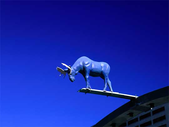 High-diving moose on City Hall