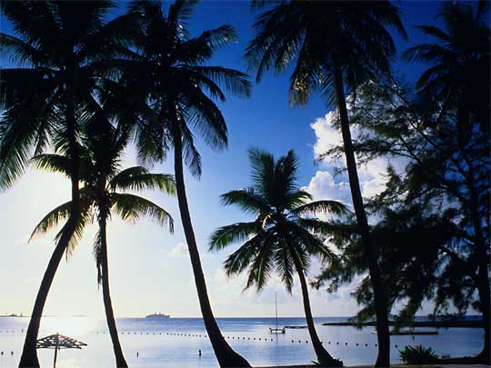 Late afternoon sun, shining over sea and coconut palms