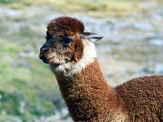  Brown Alpaca: a relative of the llama, bred for its wool