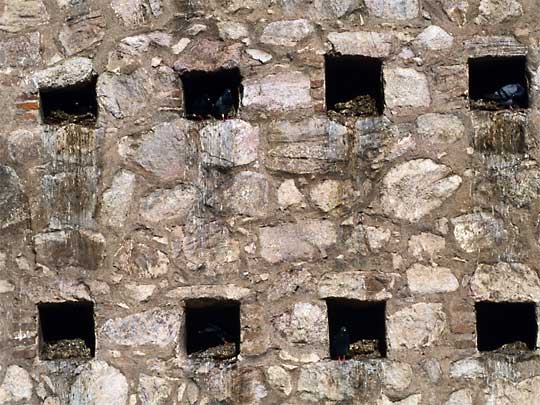  Pigeons nest in the windows of an historical church, adding their special touch