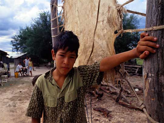  Young village boy holding up a tree, Paraguay