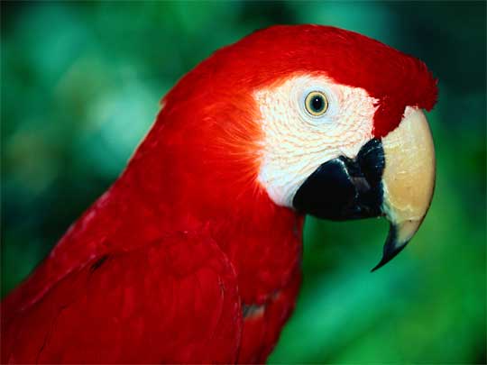  It's not for nothing they're called the Scarlet Macaw - that's red!