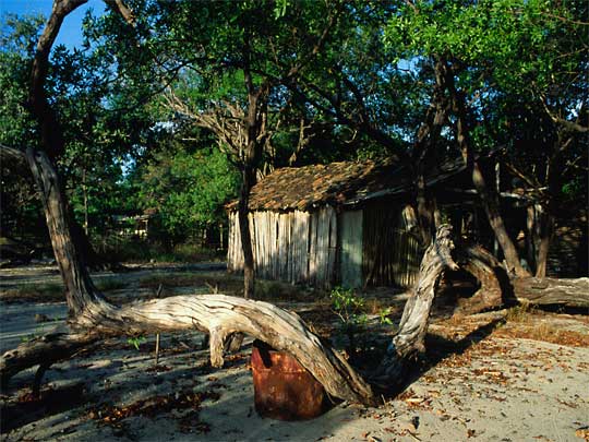  Wooden shack amongst the coastal trees at Playa Avellana