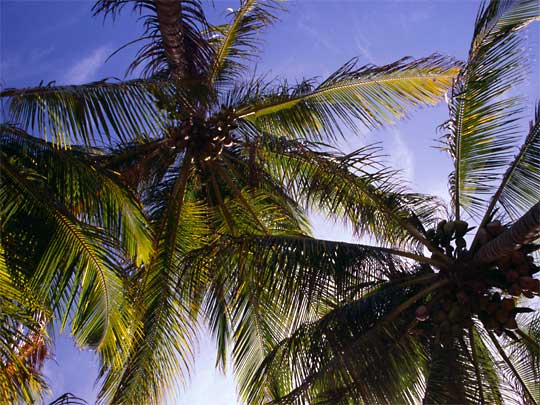  Blue skies, sunshine & coconuts: palm trees in St Laurent du Maroni