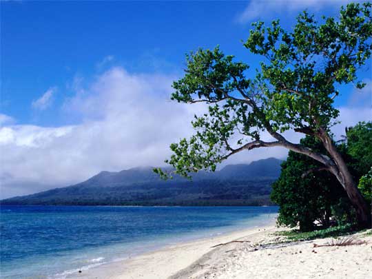  White sands and shade-giving tree, Siviri Beach, Efate Island