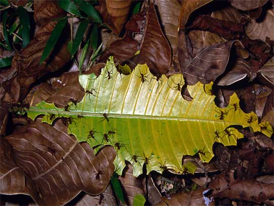  We've found the final piece of the puzzle! - leafcutter ants at work