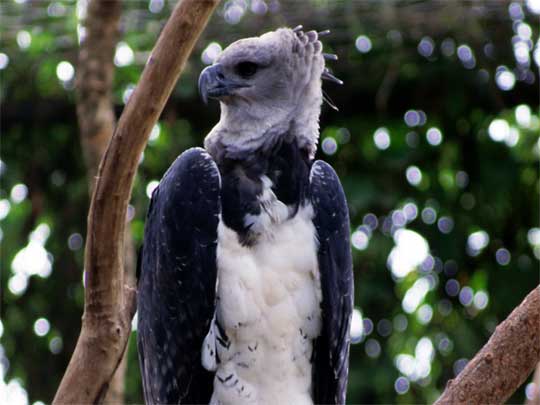  Close up of a harpy eagle, a spider monkey's worst nightmare