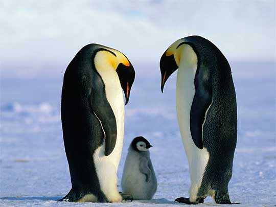  What are we going to do with him? Emperor Penguins on the Dawson-Lambton Glacier