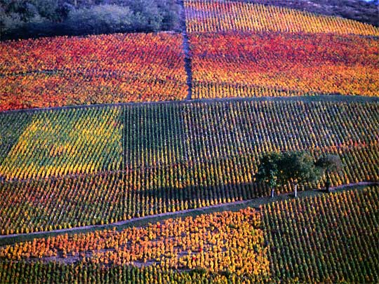 Patchwork of autumnal vineyards, Beaujolais