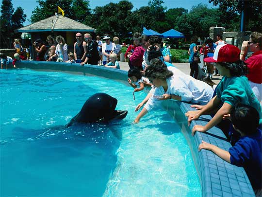  A friendly, as opposed to killer, whale at SeaWorld
