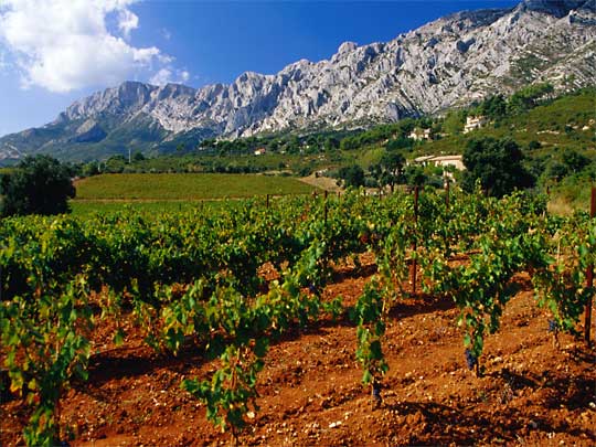  Vines soaking up the Mediterranean sun beneath Mont Sainte Victoire.