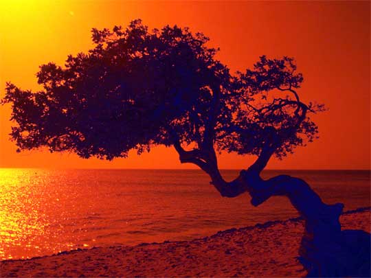  Fiery sunset over the famous Divi Tree on Palm Beach