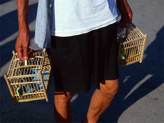  Parbo local taking his prize twatwas for a stroll 