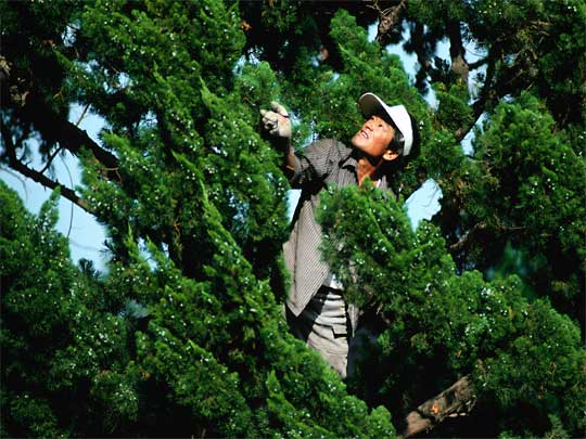  Tree trimmer emulating the trees at Pomosa Temple
