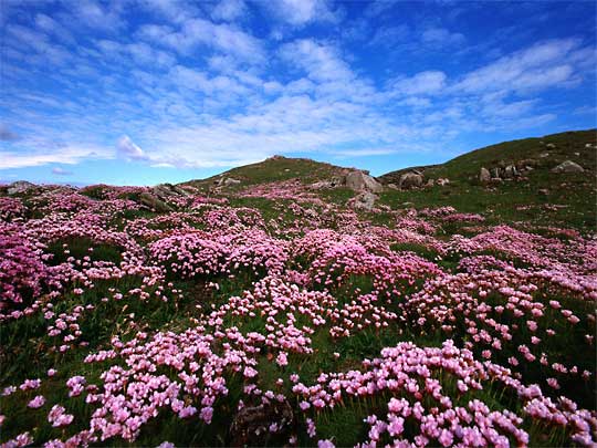  The hills are alive with Thrift