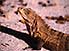 One of the cuter locals: a Ctenosaur at Corcovado National Park