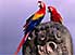 Three heads are better than one: Scarlet Macaws on macaw carving at Copán
