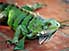 Green Iguana: about the only thing in Bonaire not diving