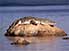 Crocodile basking on rock near shores of Lake Kariba, north western Zimbabwe
