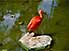 A scarlet ibis, brightening up a rather dull pond