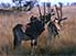 Oryx gazelle in Awash National Park, central Ethiopia