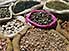 Grain and herbs for sale in Asmara covered market