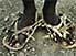 Nomad's feet in sandals made from goat-hide
