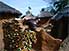 Boy among huts in Natitingou, Atakora Mountains