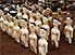 Statuettes in fetish section of Vogan Market