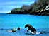 Making a splash: sea lion enjoys play-time with snorkelers