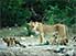 Lioness and cubs in Etosha National Park