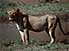 Lioness fresh from the kill, in Kafue National Park