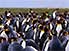 Where's Wally? A gaggle of King Penguins, once nearly extinct, still endangered