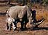Female White Rhinoceros and baby, Mkhaya Game Reserve